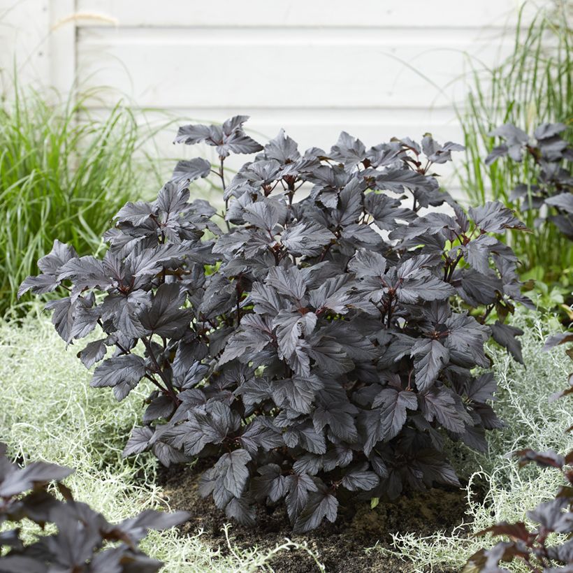 Blasenspiere Little Ninja - Physocarpus (Plant habit)