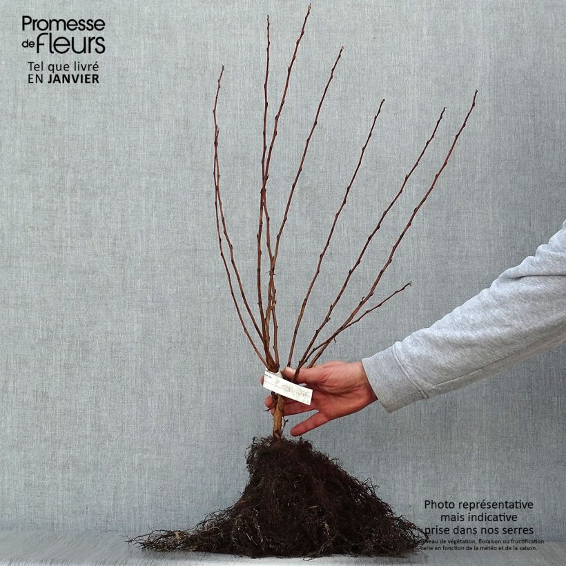 Example of Blasenspiere Luteus - Physocarpus Wurzelnackt as you get in hiver