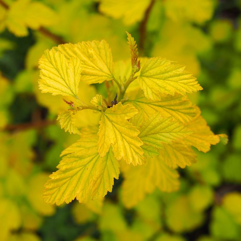 Blasenspiere Luteus - Physocarpus (Foliage)
