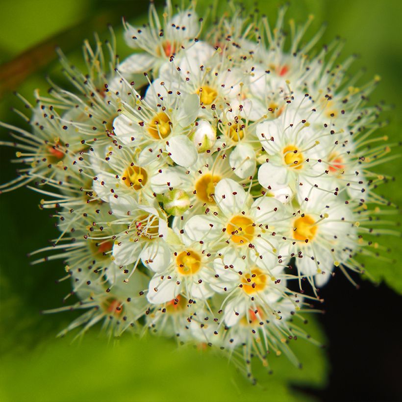 Blasenspiere Luteus - Physocarpus (Flowering)