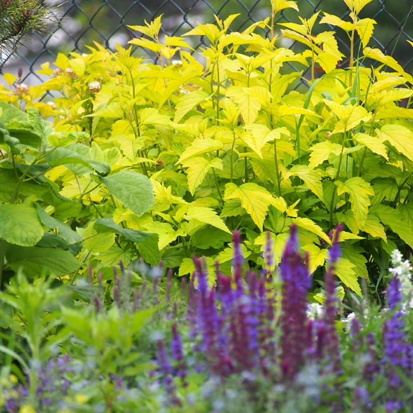 Blasenspiere Luteus - Physocarpus (Plant habit)