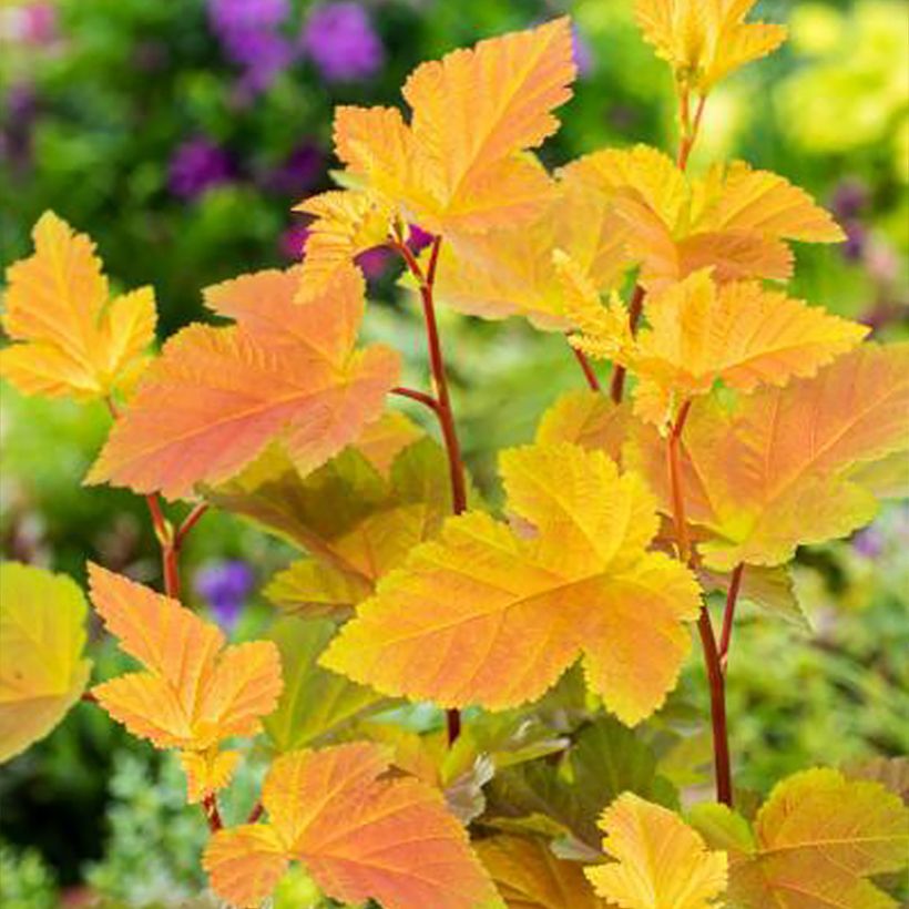 Blasenspiere Magic Ball - Physocarpus (Foliage)