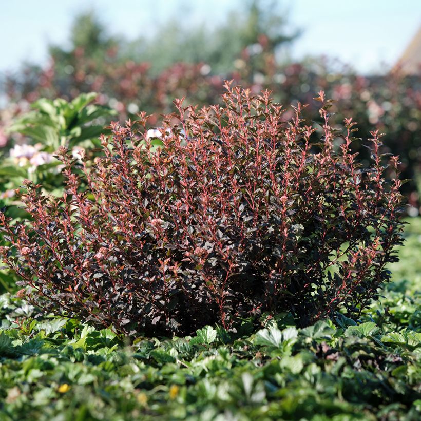 Blasenspiere Magic Sweet Cherry Tea - Physocarpus (Plant habit)