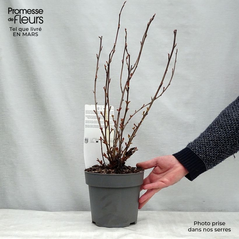 Example of Blasenspiere Perspektiva - Physocarpus Topf mit 2L/3L as you get in hiver