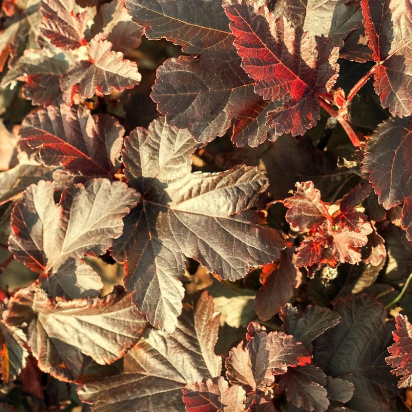 Blasenspiere Perspektiva - Physocarpus (Foliage)
