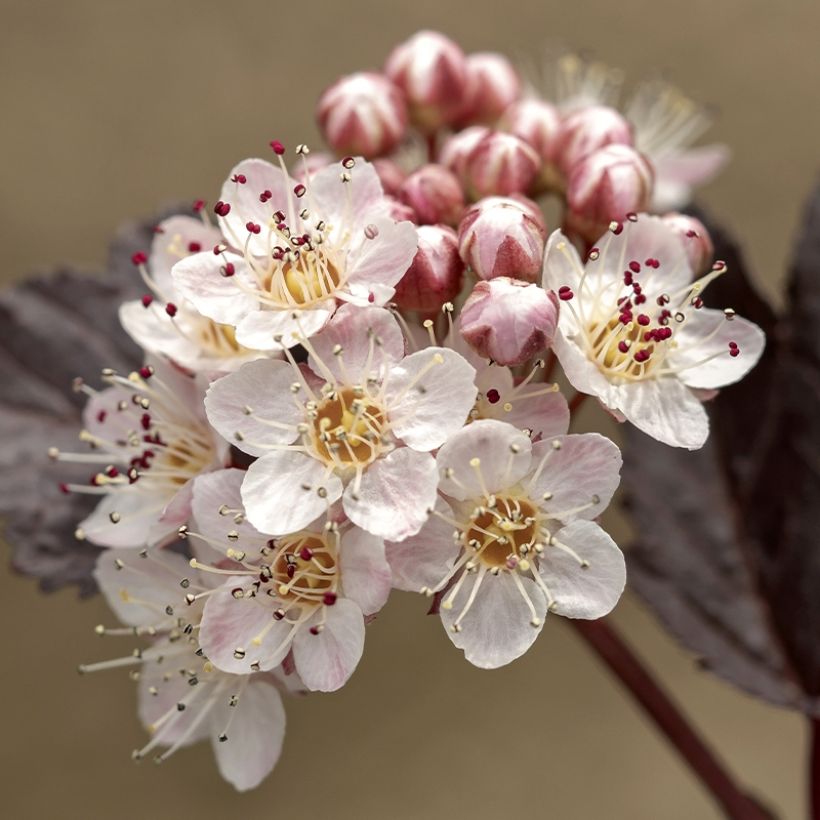Blasenspiere Perspektiva - Physocarpus (Flowering)