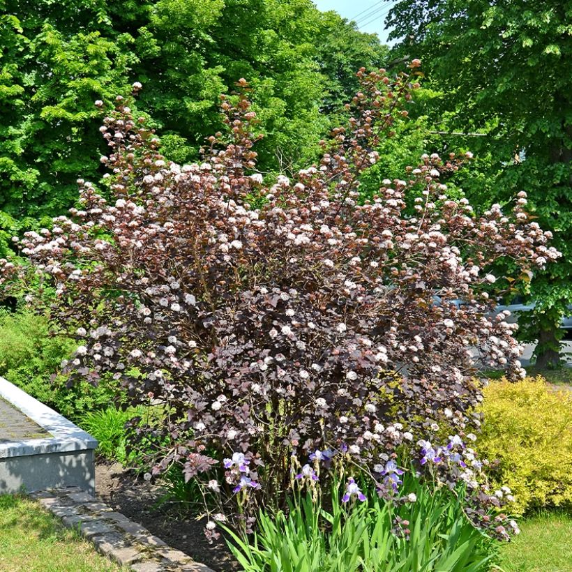 Blasenspiere Perspektiva - Physocarpus (Plant habit)
