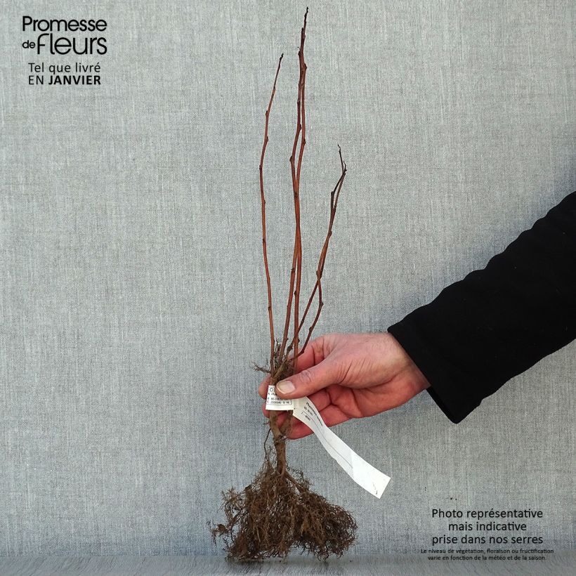 Example of Blasenspiere - Physocarpus Wurzelnackt as you get in hiver