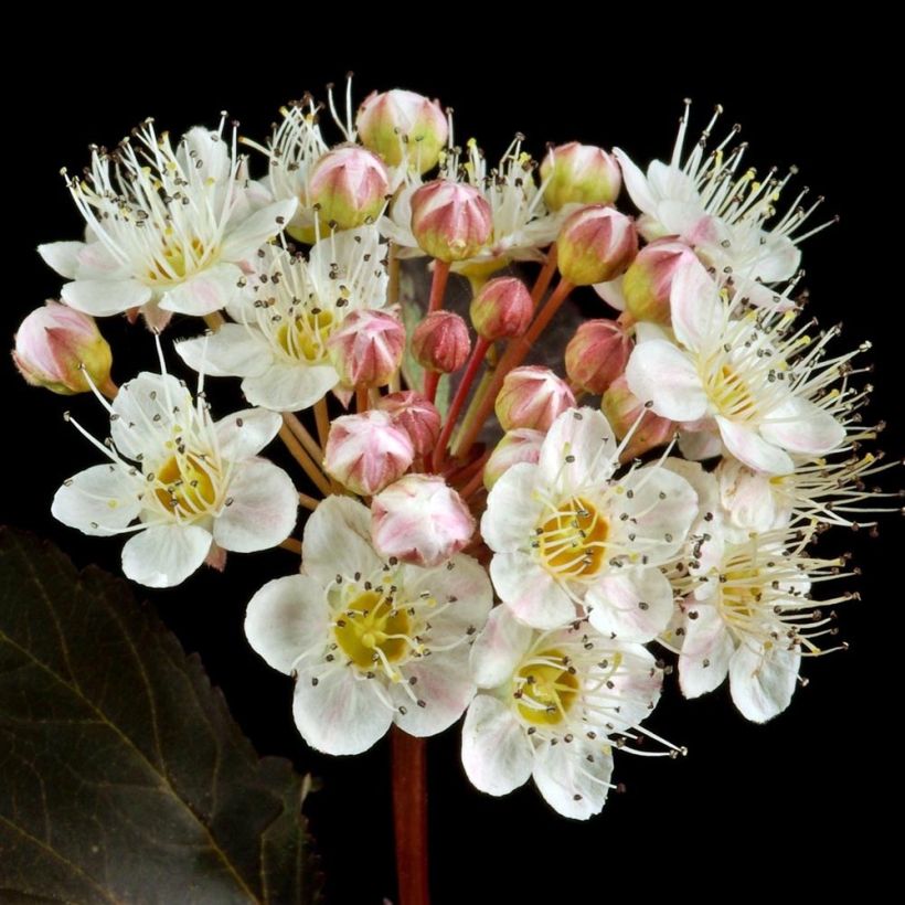 Blasenspiere Red Baron - Physocarpus (Flowering)