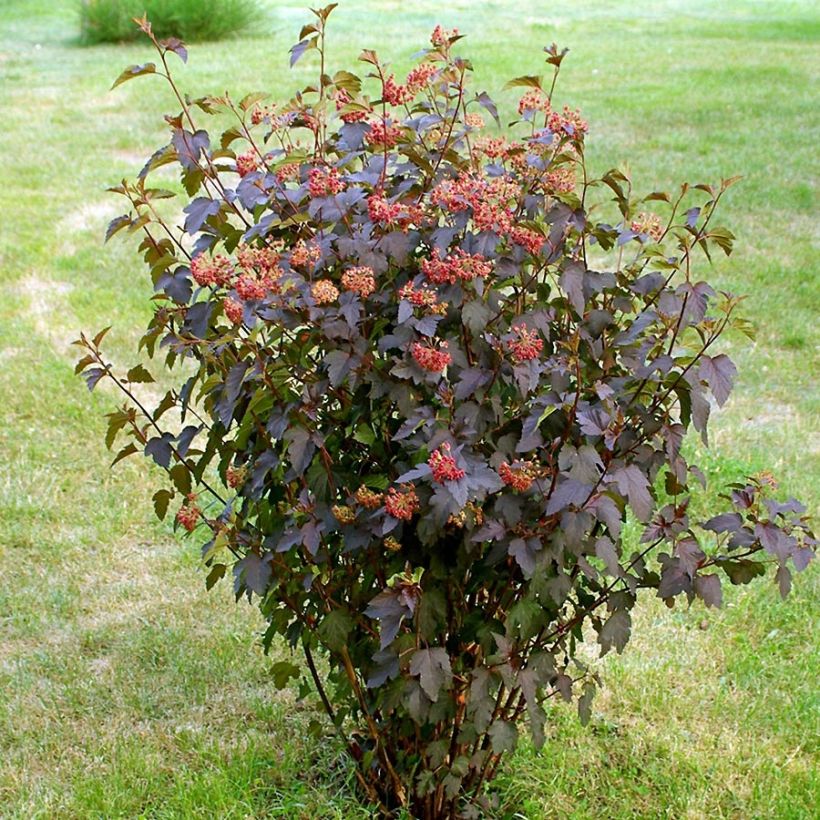 Blasenspiere Red Baron - Physocarpus (Plant habit)