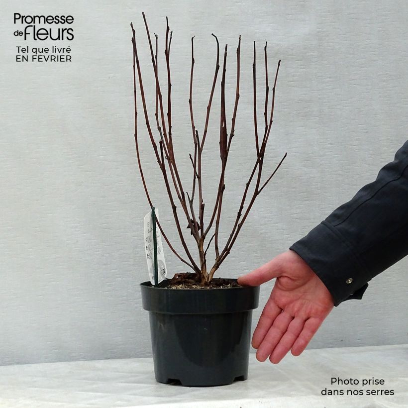 Exemplar von Blasenspiere Red Baron - Physocarpus Topf mit 2L/3L wie im Winter geliefert