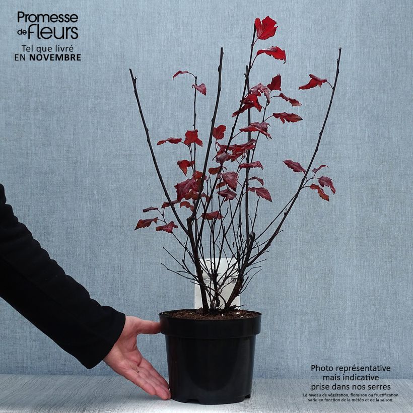 Example of Blasenspiere Summer Wine - Physocarpus Topf mit 3L/4L as you get in automne