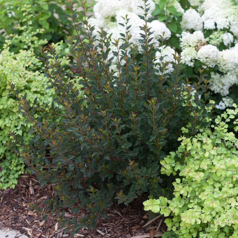 Blasenspiere Tiny Wine® Proven Winners® - Physcocarpus (Plant habit)