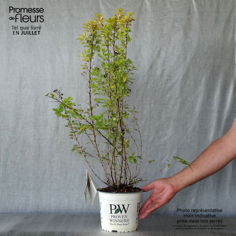 Exemplar von Blasenspiere Tiny Wine Gold - Physocarpus Topf mit 2L/3L wie im Sommer geliefert