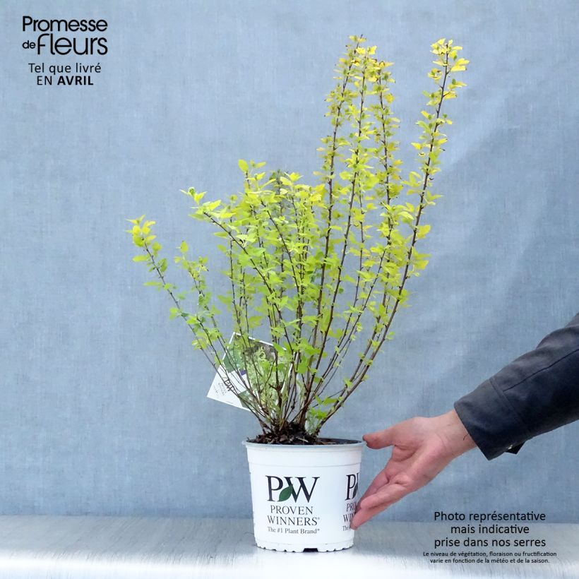 Exemplar von Blasenspiere Tiny Wine Gold - Physocarpus Topf mit 2L/3L wie im Frühjahr geliefert