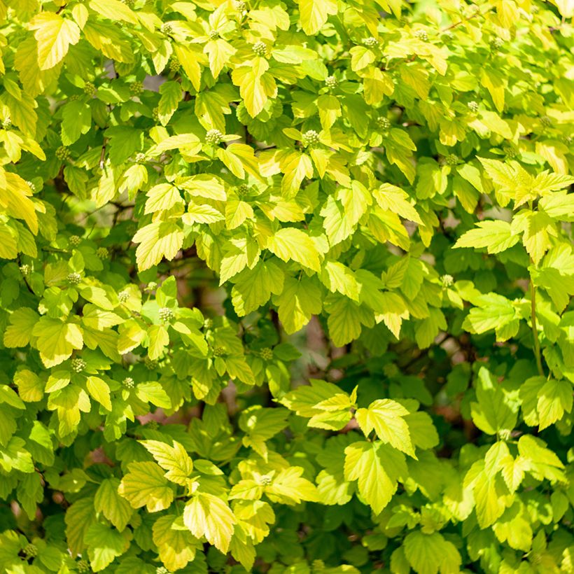 Blasenspiere Tiny Wine Gold - Physocarpus (Foliage)