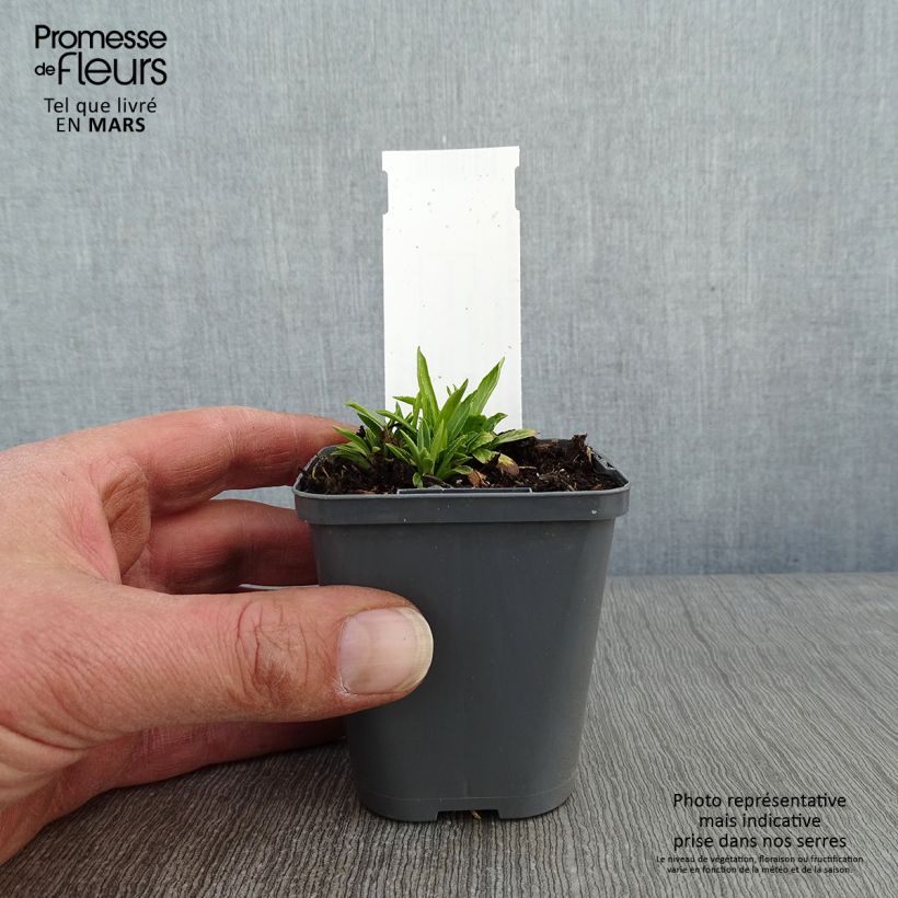 Exemplar von Physostegia virginiana Alba - Gelenkblume Kleine Töpfe von 8/9 cm wie im Winter geliefert