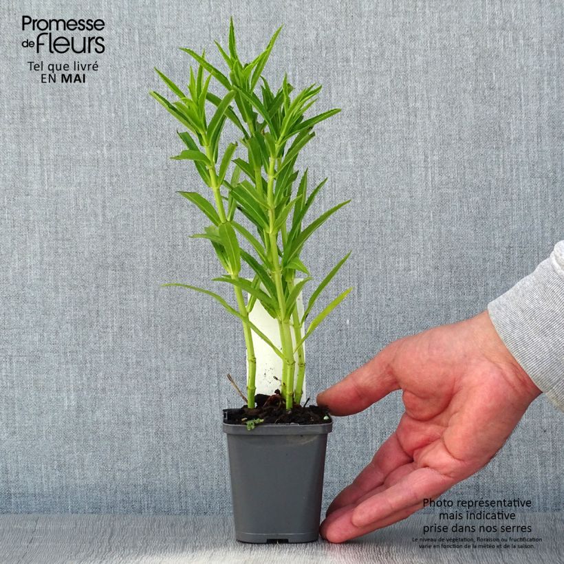 Exemplar von Physostegia virginiana Alba - Gelenkblume Kleine Töpfe von 8/9 cm wie im Frühjahr geliefert