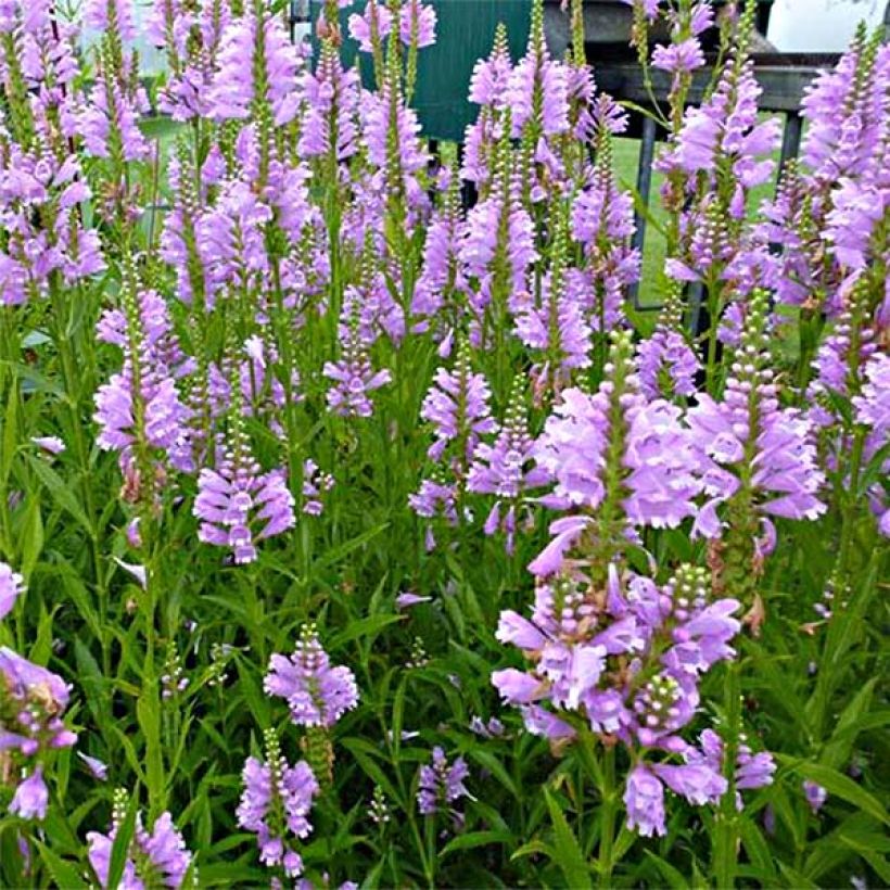 Physostegia virginiana Bouquet Rose - Gelenkblume (Flowering)