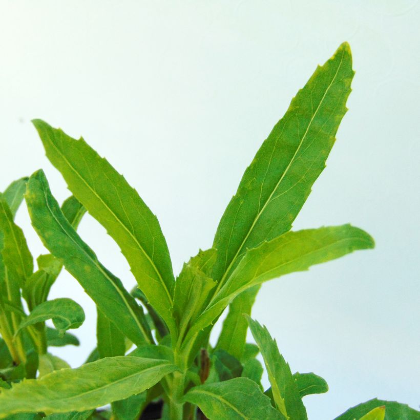 Physostegia virginiana Bouquet Rose - Gelenkblume (Foliage)