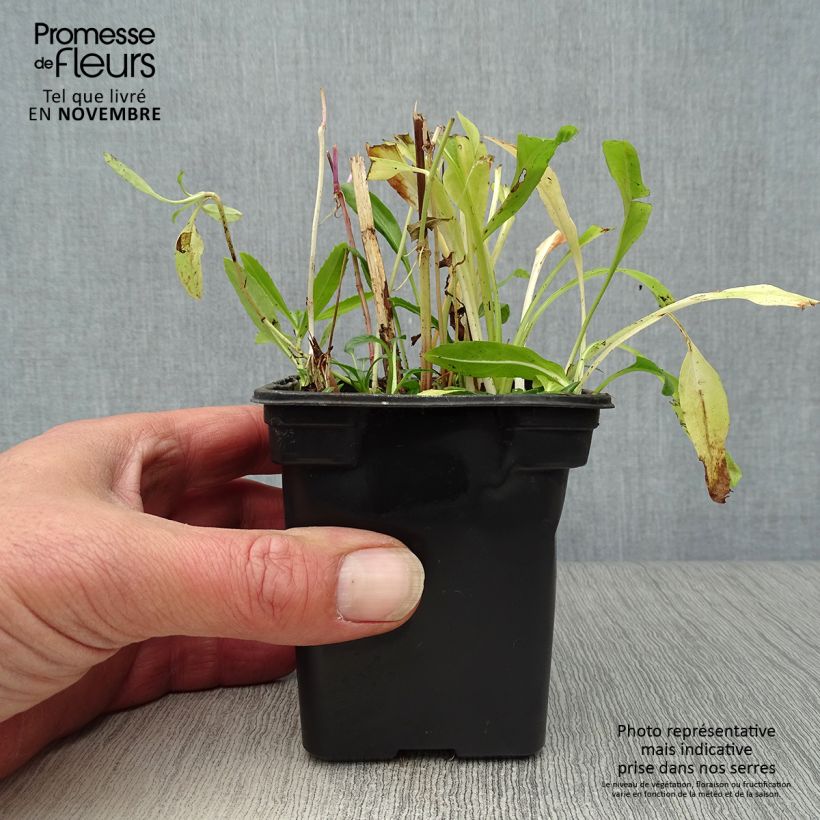 Example of Physostegia virginiana Bouquet Rose - Gelenkblume Kleine Töpfe von 7/8 cm as you get in automne