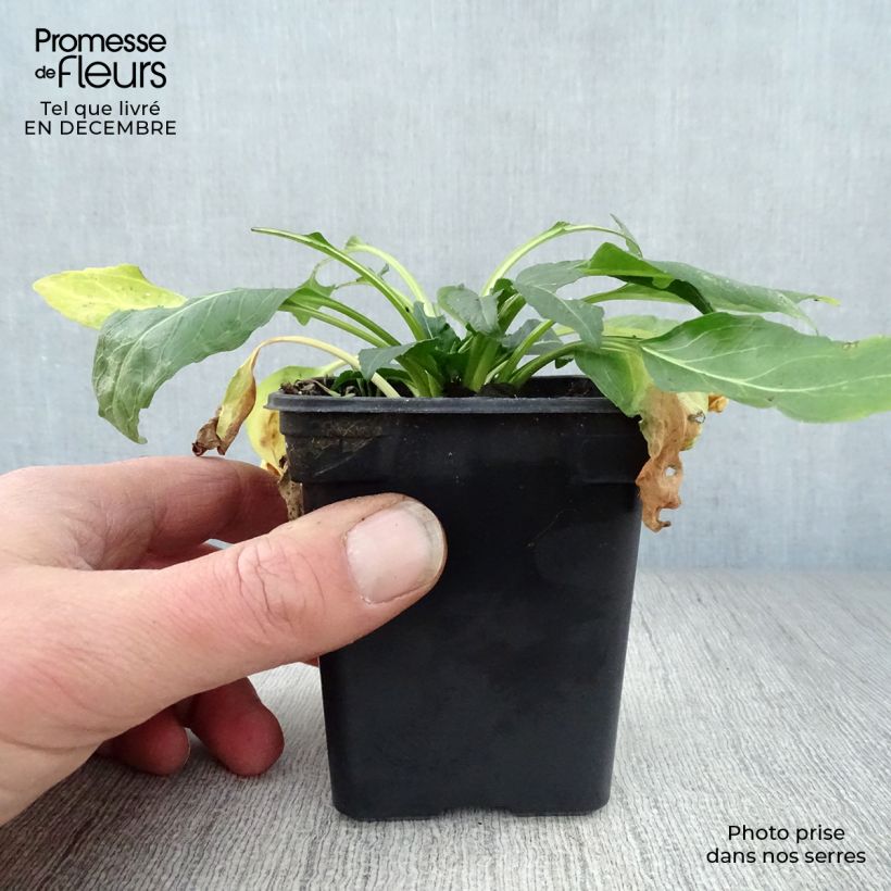 Exemplar von Physostegia virginiana Bouquet Rose - Gelenkblume Kleine Töpfe von 7/8 cm wie im Winter geliefert