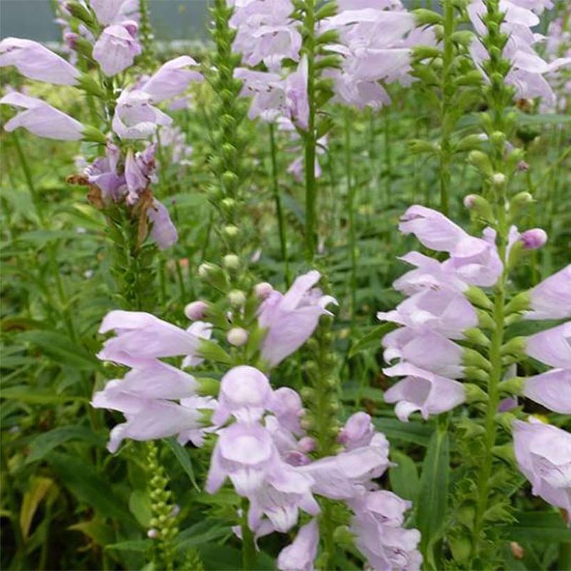 Physostegia virginiana Galadriel - Gelenkblume (Flowering)