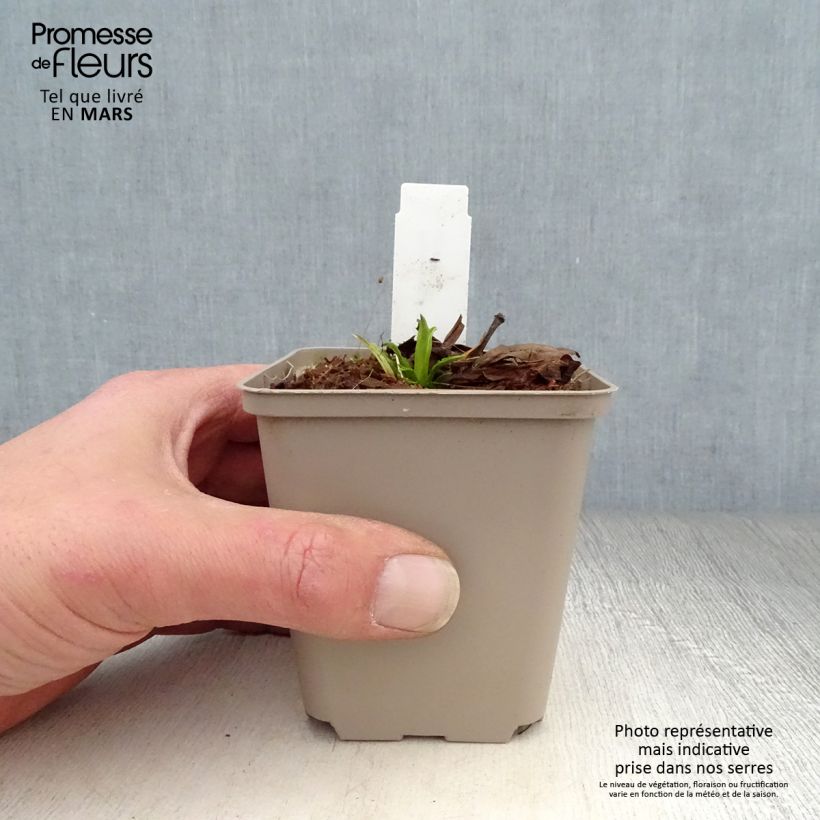 Exemplar von Physostegia virginiana Miss Manners - Gelenkblume Kleine Töpfe von 8/9 cm wie im Frühjahr geliefert