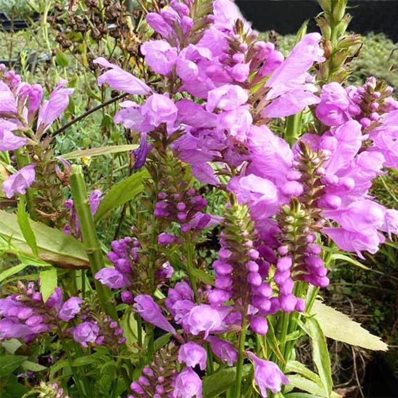 Physostegia virginiana Red Beauty - Gelenkblume (Flowering)