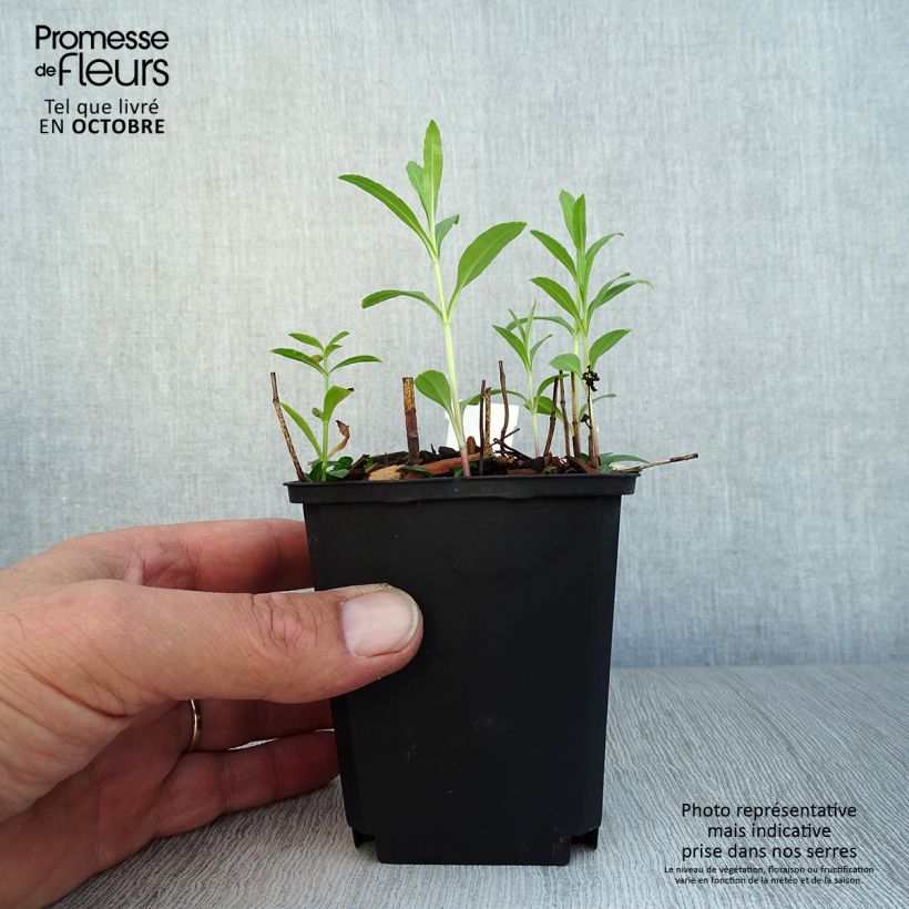 Example of Physostegia virginiana Red Beauty - Gelenkblume Kleine Töpfe von 8/9 cm as you get in automne