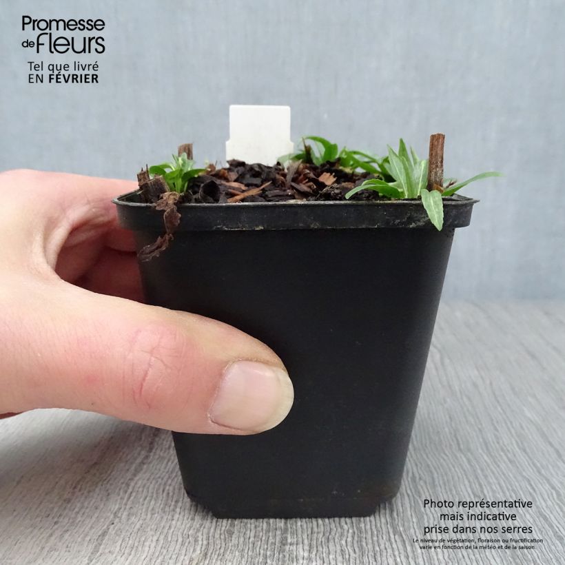 Exemplar von Physostegia virginiana Red Beauty - Gelenkblume Kleine Töpfe von 8/9 cm wie im Winter geliefert