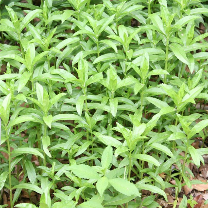 Physostegia virginiana Summer Snow - Gelenkblume (Foliage)