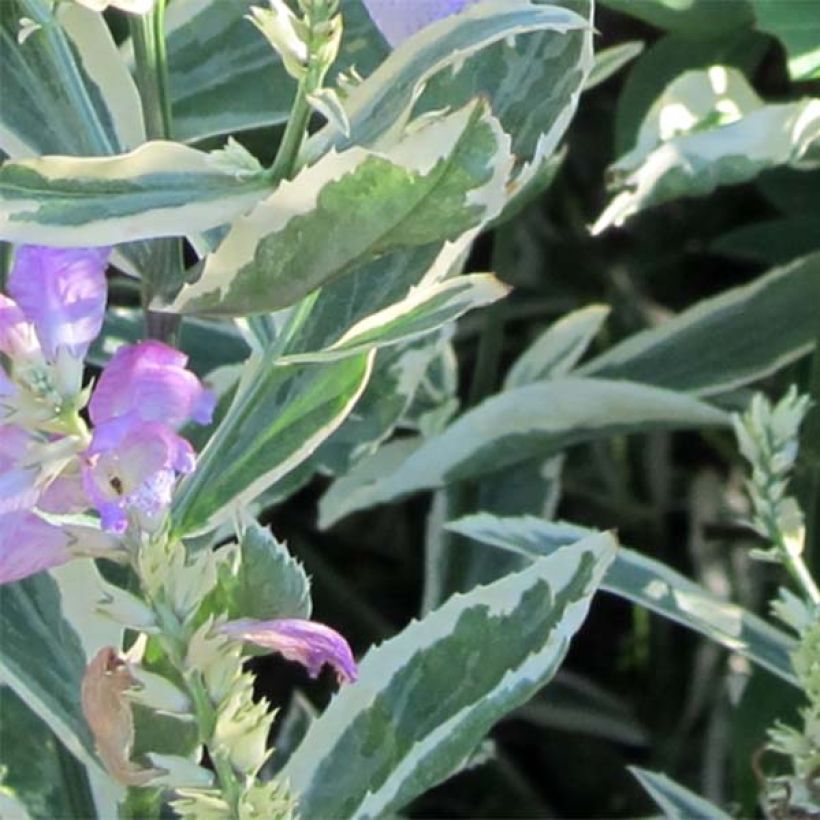 Physostegia virginiana Variegata - Gelenkblume (Foliage)