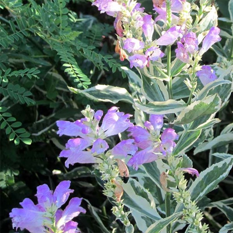 Physostegia virginiana Variegata - Gelenkblume (Flowering)