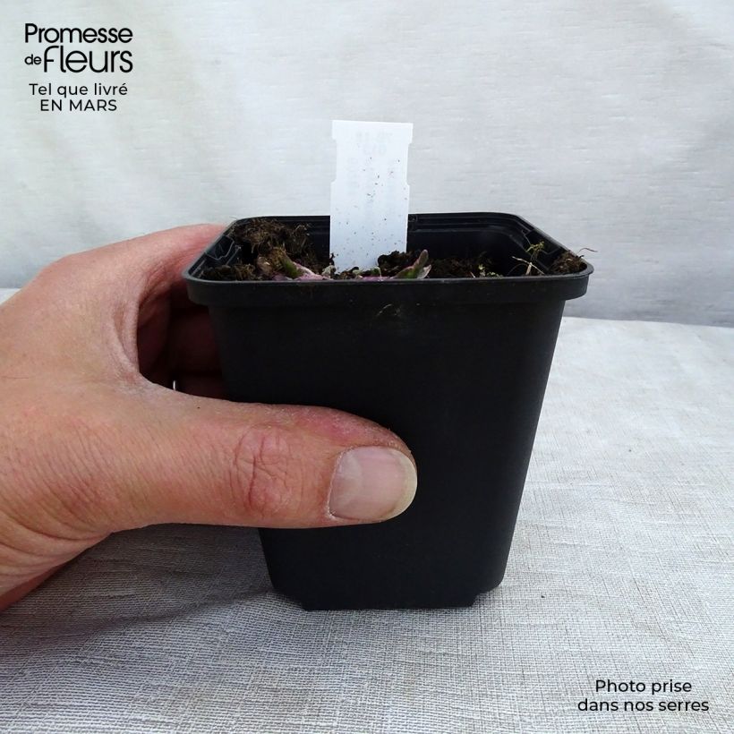 Exemplar von Physostegia virginiana Variegata - Gelenkblume Kleine Töpfe von 8/9 cm wie im Frühjahr geliefert