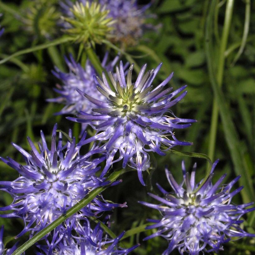 Phyteuma scheuchzeri - Teufelskralle (Flowering)