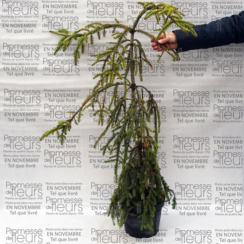 Example of Picea abies Aarburg Topf mit 7,5L/10L as you get