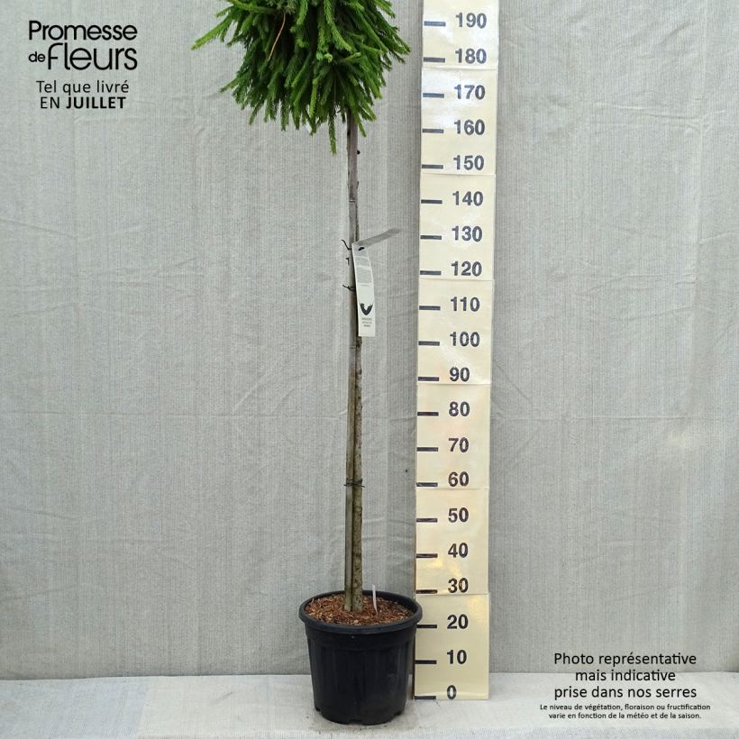 Example of Picea abies Frohburg Topf mit 20L/25L as you get in ete