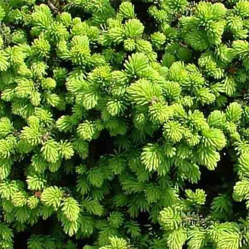 Picea abies Little Gem (Foliage)