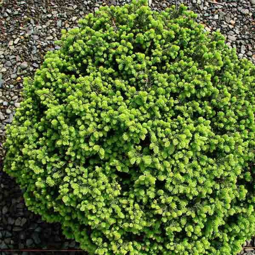 Picea abies Little Gem (Plant habit)
