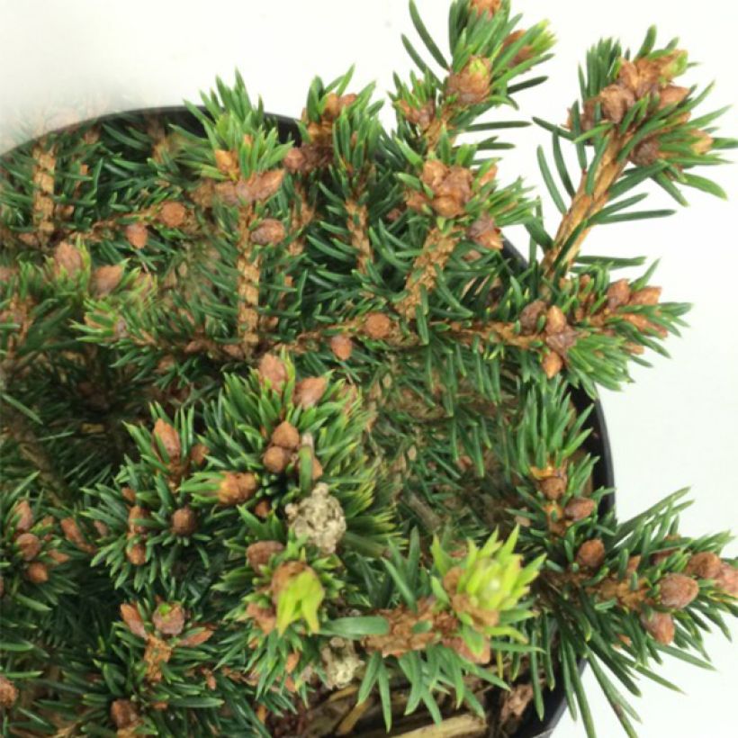 Picea abies Petra (Foliage)