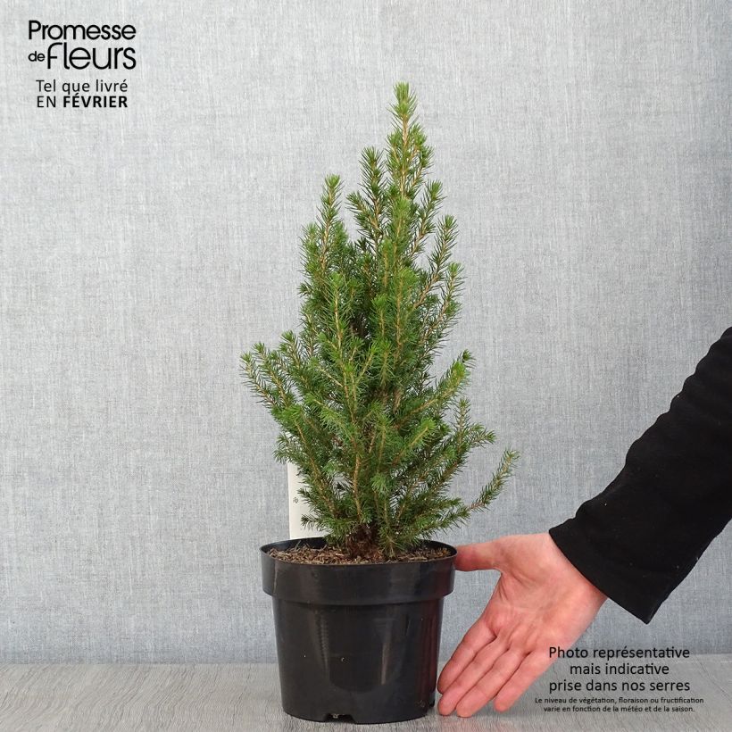 Exemplar von Picea glauca December Topf mit 3L/4L wie im Winter geliefert