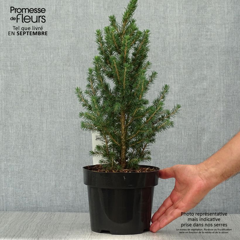 Example of Picea glauca December Topf mit 3L/4L as you get in automne