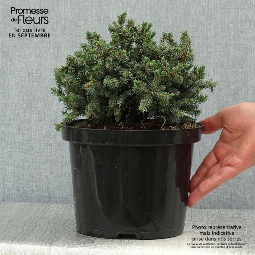 Example of Picea glauca Echiniformis Echt Topf mit 4L/5L as you get in automne