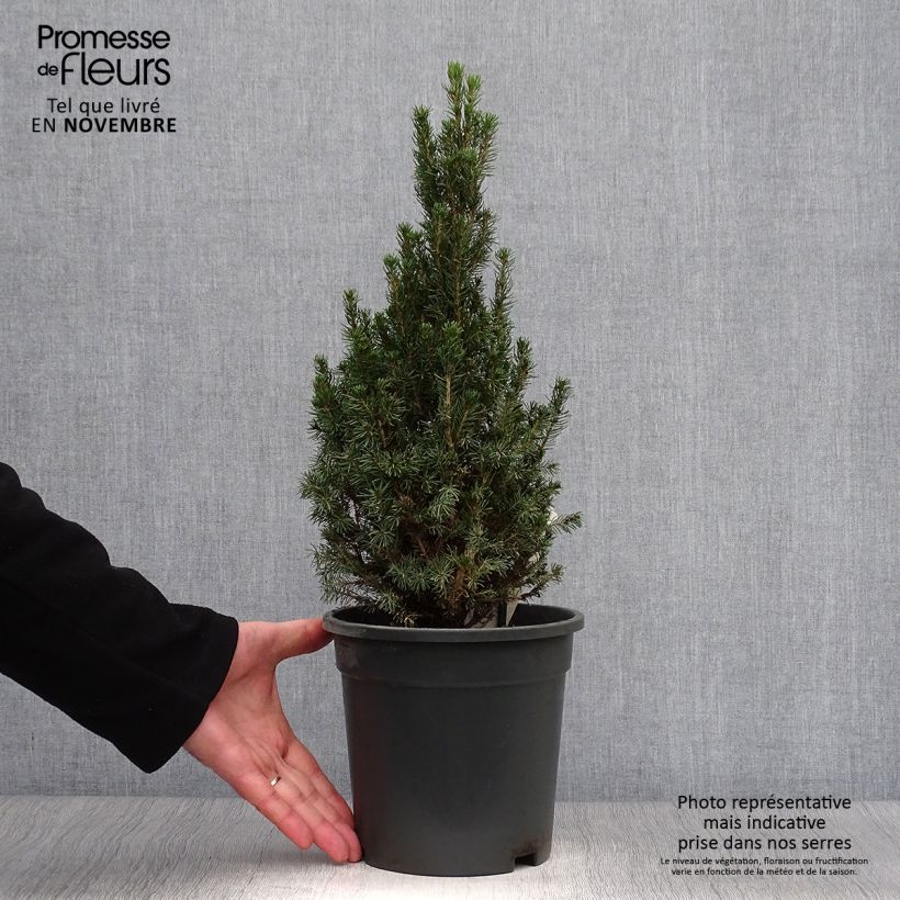 Example of Picea glauca Laurin Topf mit 3L/4L as you get in automne
