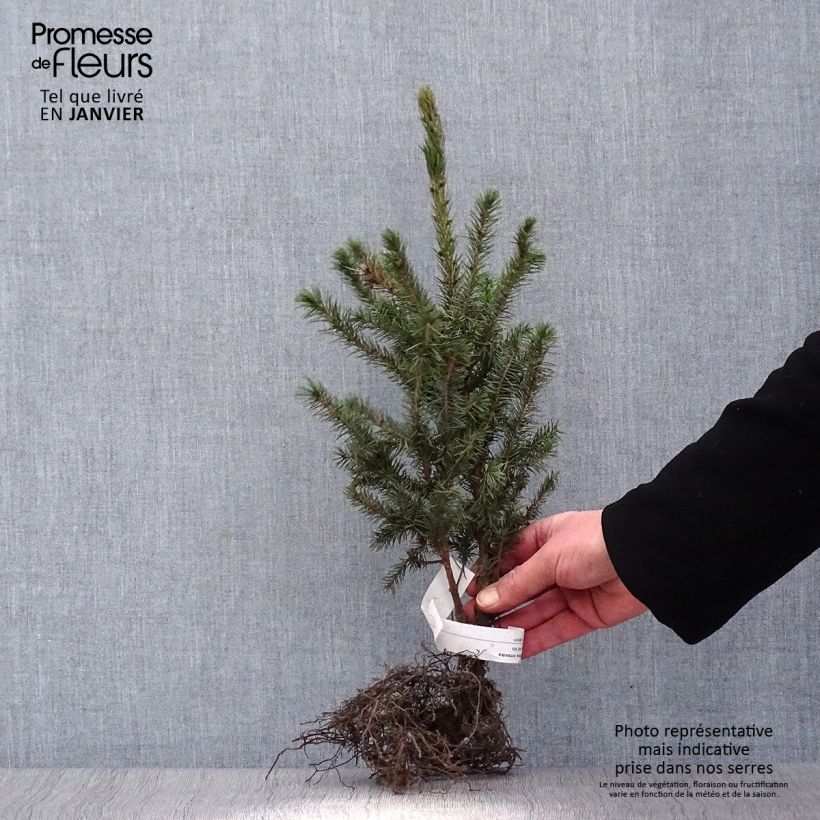 Example of Picea omorika Wurzelnackt as you get in hiver