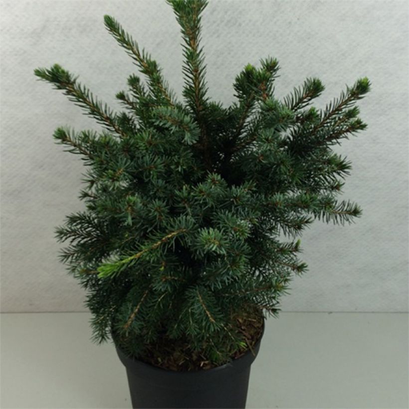 Picea omorika Wodan (Hafen)