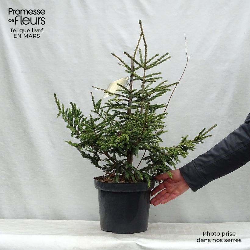 Exemplar von Picea orientalis Aureospicata Topf mit 7,5L/10L wie im Winter geliefert