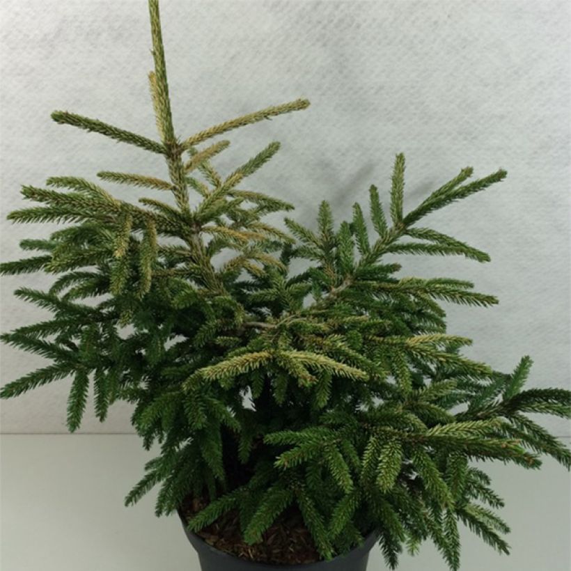 Picea orientalis Silver Seedling (Hafen)