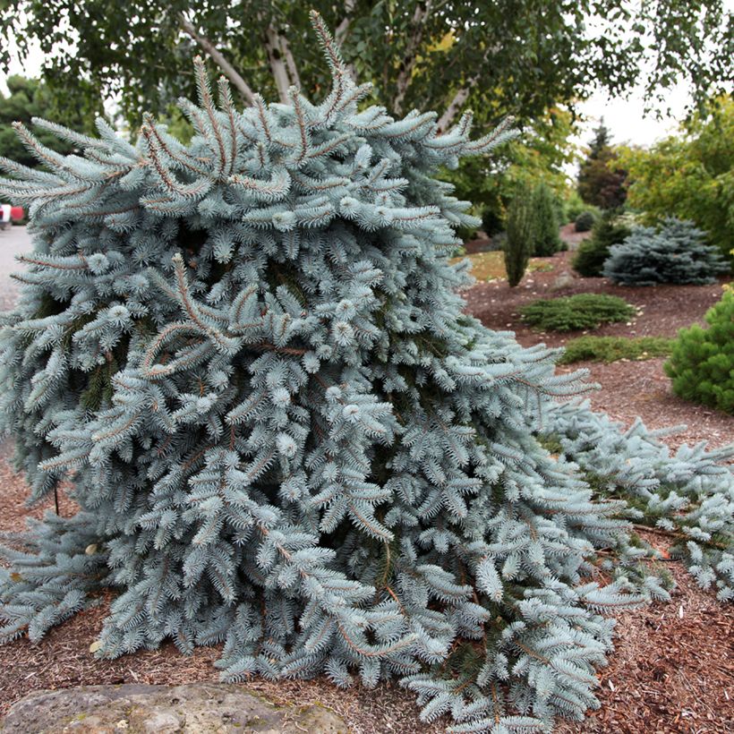 Picea pungens Glauca Pendula (Hafen)